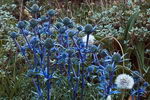 Eryngium Bourgatii